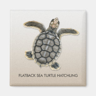 Aimant de Hatchling de tortue de mer de Flatback