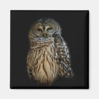 Aimant de hibou endormi
