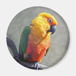 Aimant de Jenday Conure