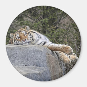 Aimant "de jour paresseux" de tigre
