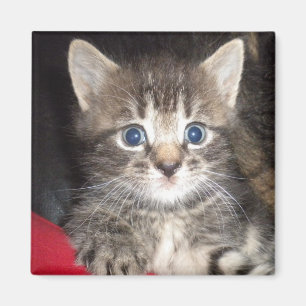 Aimant de Kitten surpris
