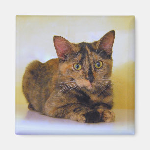 Aimant de Kitten Tortoiseshell