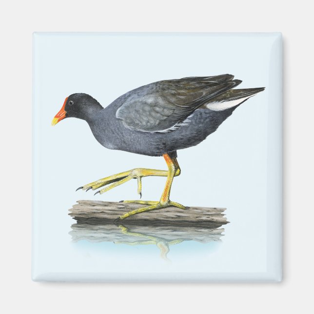 Aimant de la Gallinule Commune (Moorhen) (Devant)