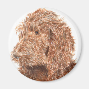 Aimant de Labradoodle #2 de chocolat