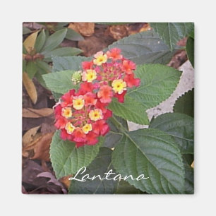 Aimant de Lantana