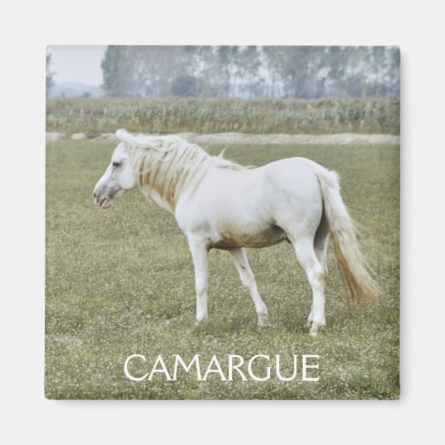 Aimant de l'étalon de Camargue (Devant)