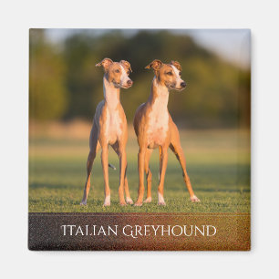Aimant de lévriers italiens