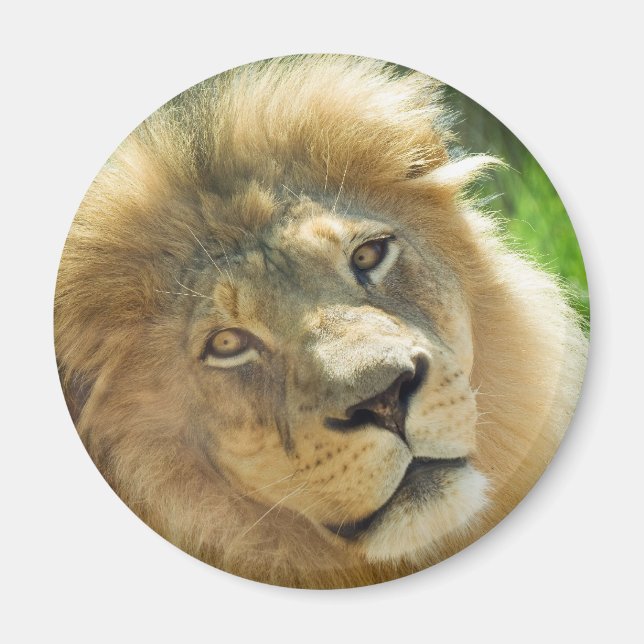 Aimant de lion (Devant)