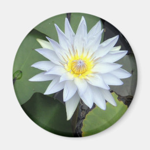 Aimant de Lotus blanc