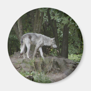 Aimant de loup