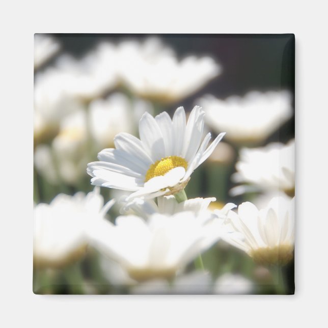 Aimant de marguerite (Devant)