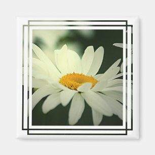 Aimant de marguerite