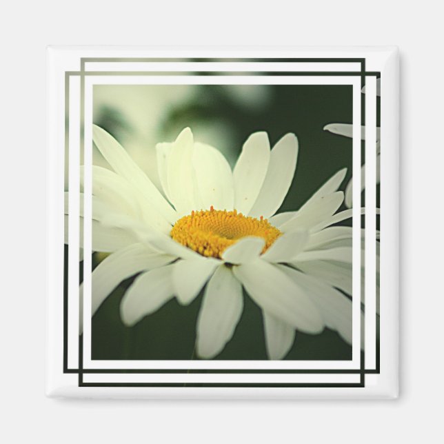 Aimant de marguerite (Devant)