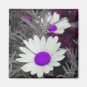 Aimant de marguerite blanche (p violet)