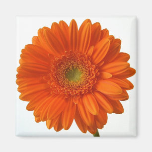 Aimant de marguerite orange