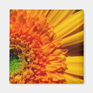 Aimant de marguerite orange