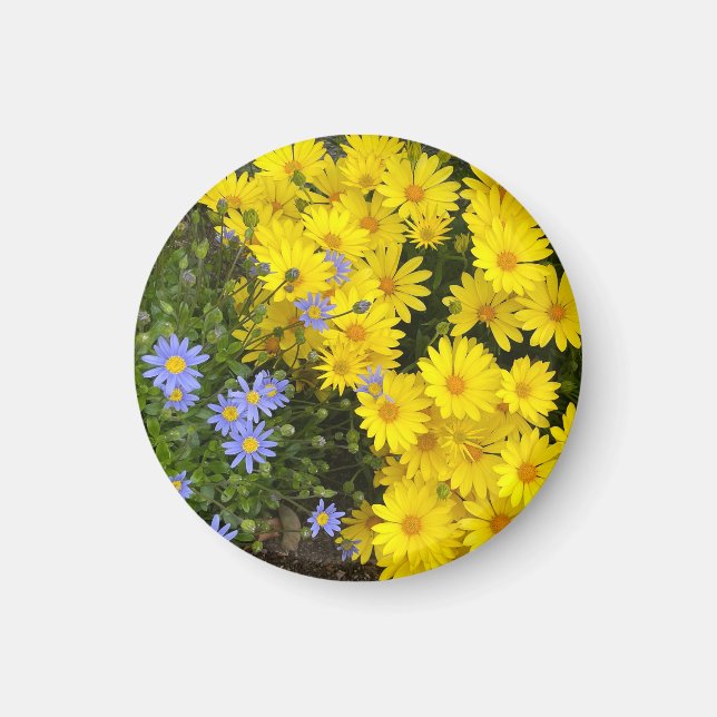 Aimant de marguerites violettes et jaunes (Devant)