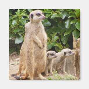 Aimant de Meerkat