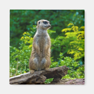 Aimant de Meerkat