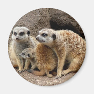 aimant de meerkat