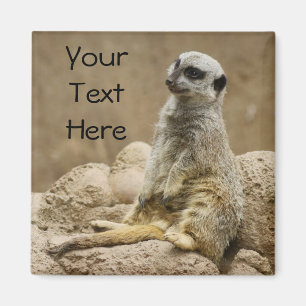 Aimant de Meerkat