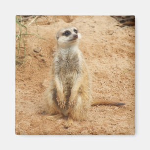 Aimant de Meerkat