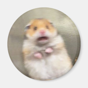 Aimant de mème de hamster effrayé