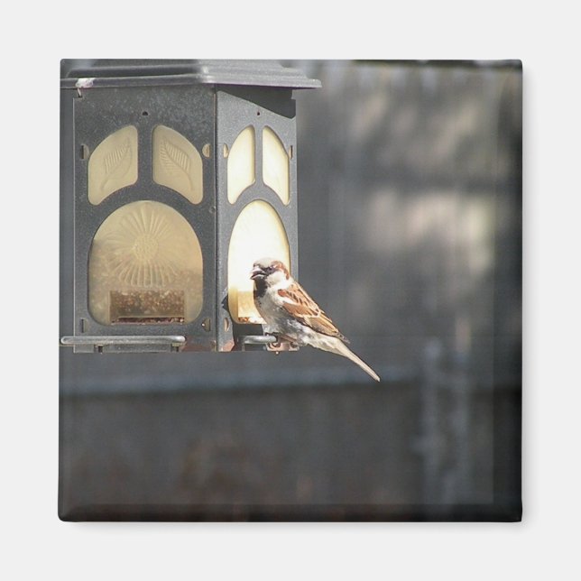 Aimant de moineau (Devant)