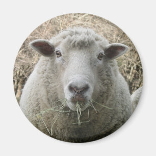 Aimant de mouton