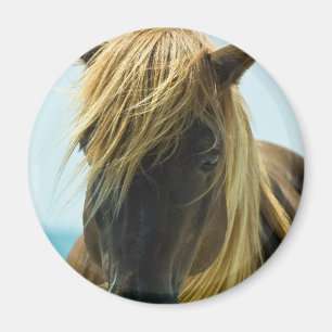 Aimant de mustang