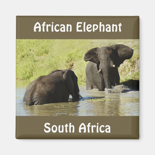 Aimant de natation d'éléphant (éléphant africain) (Devant)
