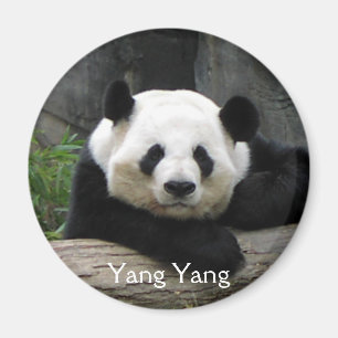 Aimant de panda de Yang Yang