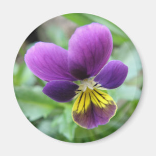 Aimant de Pansy sauvage