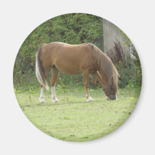 Aimant de pâturage de Cheval Brown de châtaignes