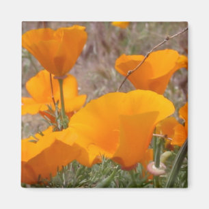 Aimant de pavots de Californie