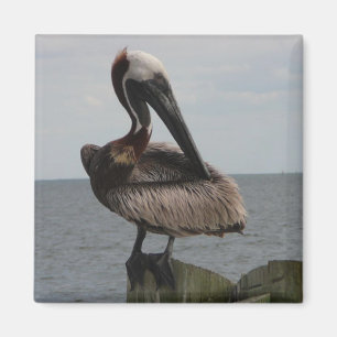 Aimant de pélican
