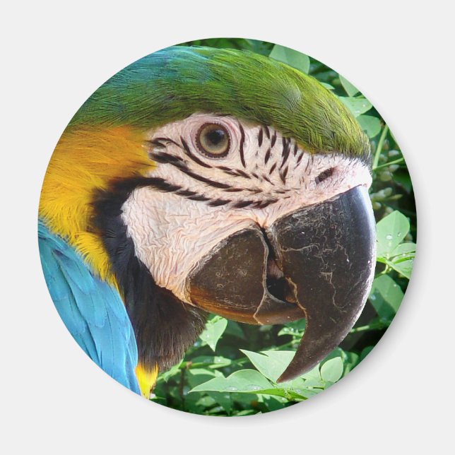 Aimant de perroquet bleu Macaw (Devant)