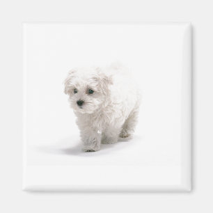 Aimant de photo de Bichon Frise