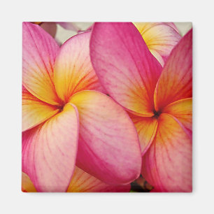 Aimant de Plumeria de lueur de rose de Hanna
