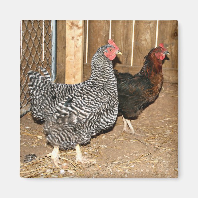 Aimant de poulet (Devant)