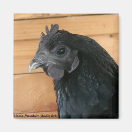 Aimant de poulet #3 Rambler sud