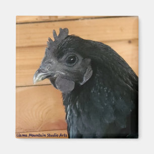 Aimant de poulet #3 Rambler sud