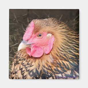 Aimant de poulet no 2 Golden Laced Wyandotte