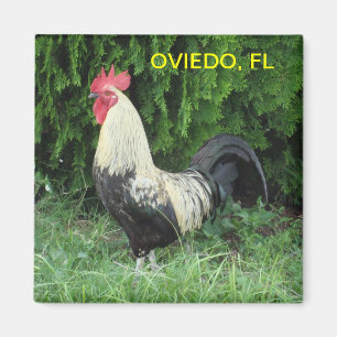 AIMANT DE POUSSIN D'OVIEDO