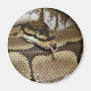 Aimant de python de boule d'araignée