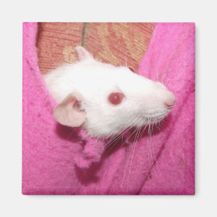 Aimant de rat d'abruti