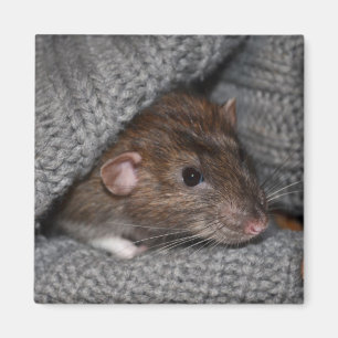 Aimant de rat Dumbo