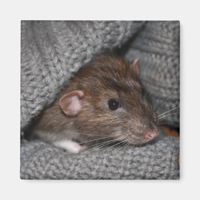 Aimant de rat Dumbo (Devant)