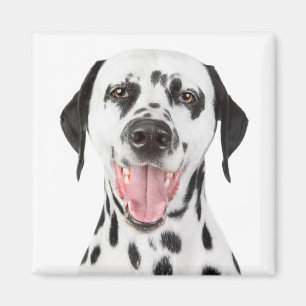 Aimant de réfrigérateur Chien Dalmatien