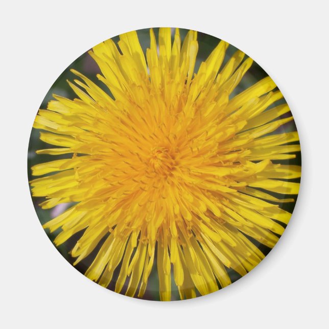 Aimant de réfrigérateur Dandelion (Devant)